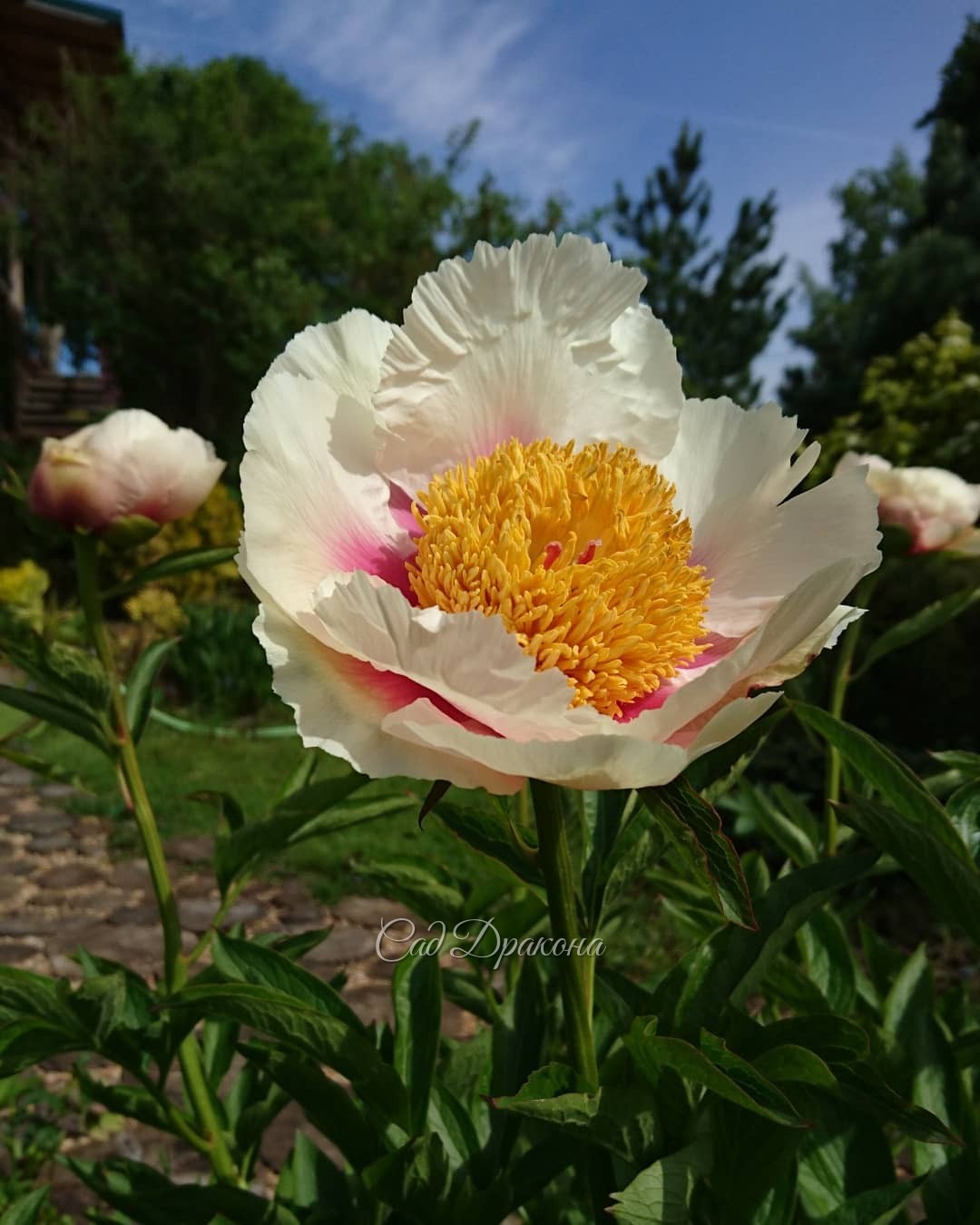 Сегодня зацвела "Афина", а вчера - Mai Fleurie. 🌼 Теперь каждый день будут зацветать пионы 🌼😊 Для того, чтобы создать "Афину" Сондерсу понадобилось скрестить 4 вида пионов: молочноцветковый, лекарственный, крупнолистный, и Млокосевича. То есть это четверн