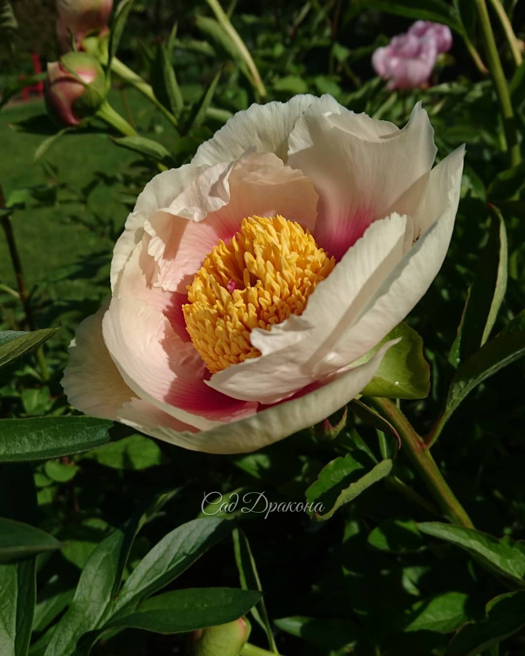 Сегодня зацвела "Афина", а вчера - Mai Fleurie. 🌼 Теперь каждый день будут зацветать пионы 🌼😊 Для того, чтобы создать "Афину" Сондерсу понадобилось скрестить 4 вида пионов: молочноцветковый, лекарственный, крупнолистный, и Млокосевича. То есть это четверн
