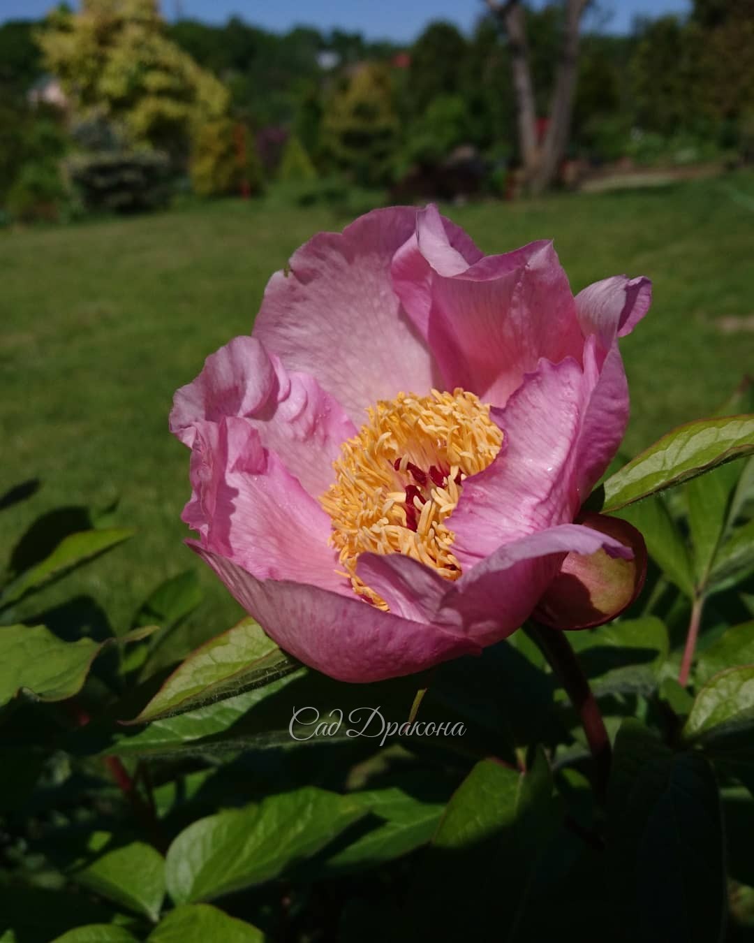 Сегодня зацвела "Афина", а вчера - Mai Fleurie. 🌼 Теперь каждый день будут зацветать пионы 🌼😊 Для того, чтобы создать "Афину" Сондерсу понадобилось скрестить 4 вида пионов: молочноцветковый, лекарственный, крупнолистный, и Млокосевича. То есть это четверн