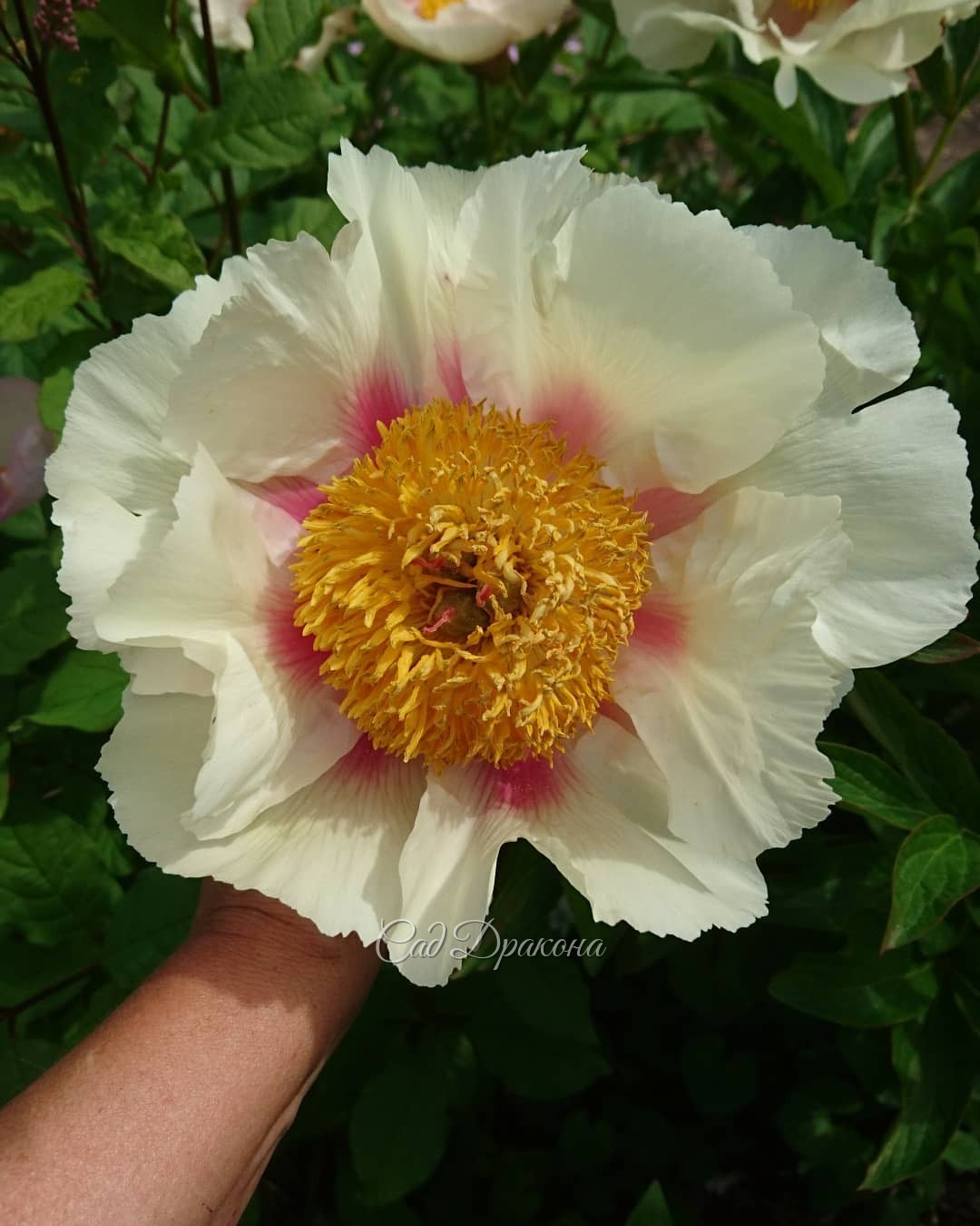 🌸 "Афина" 🌸