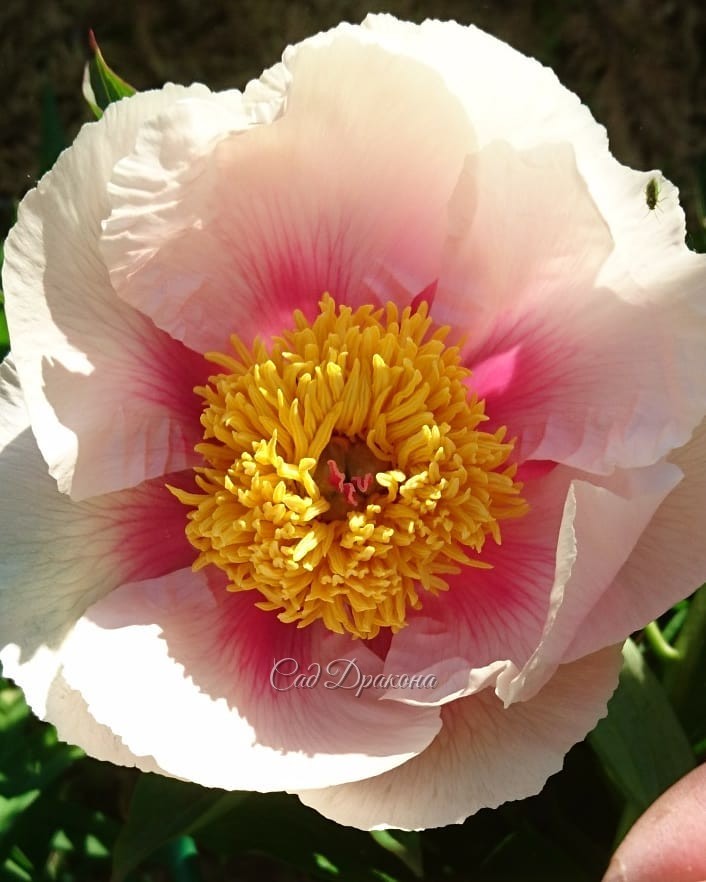 🌸 "Афина" 🌸