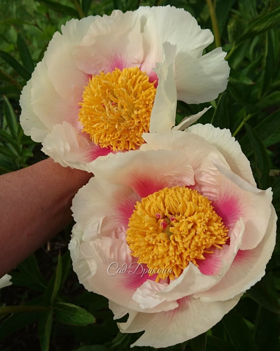 🌸 "Афина" 🌸