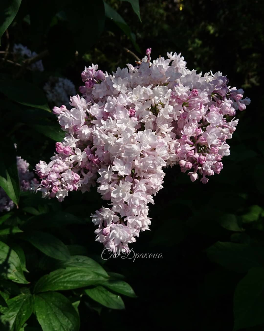 Немного о жизни в розовом цвете сегодня. 💖💞💫 Ну, и немножко - в сиреневом 💜😉