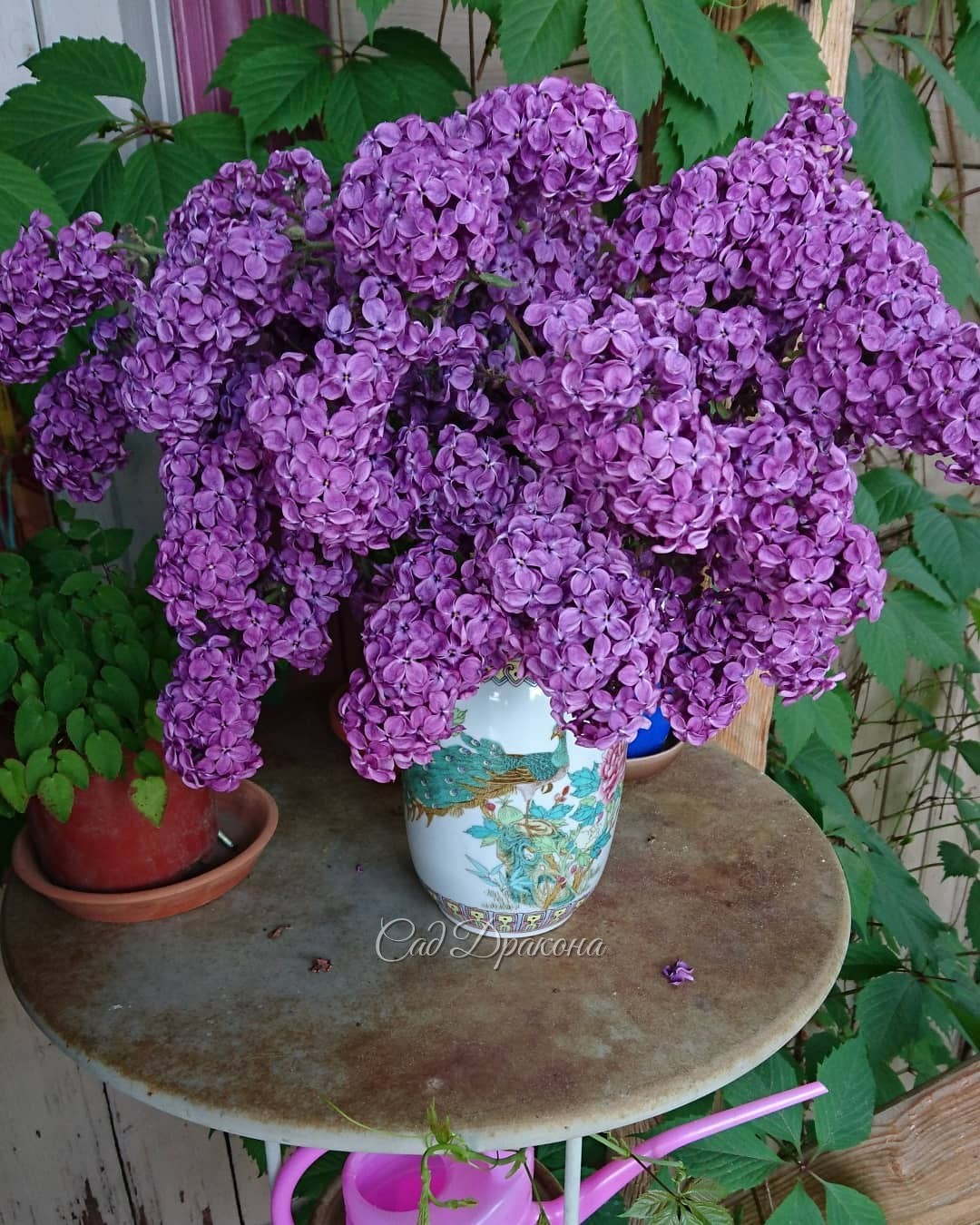 Немного о жизни в розовом цвете сегодня. 💖💞💫 Ну, и немножко - в сиреневом 💜😉