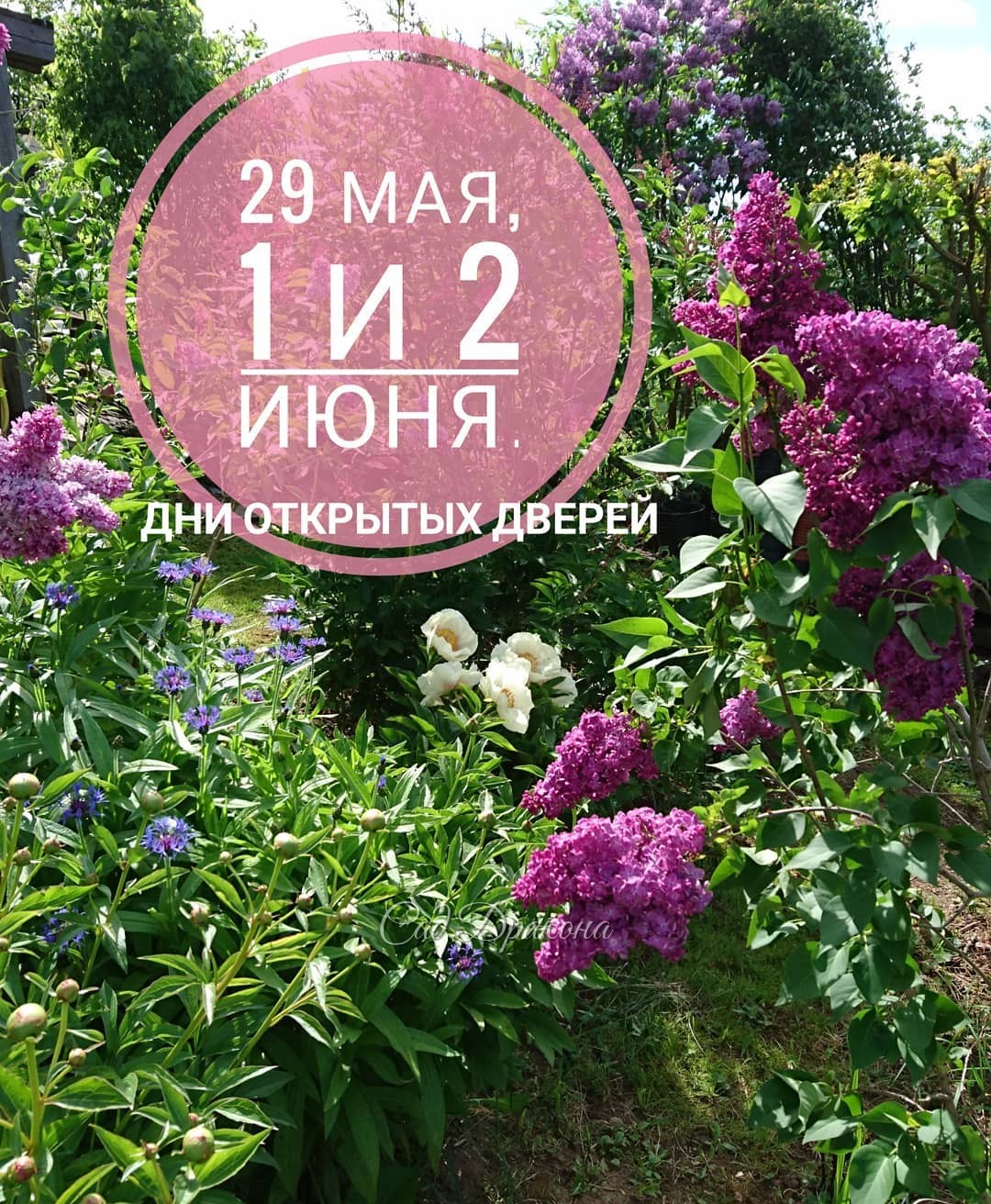 На этой неделе в среду, субботу и воскресенье - Дни открытых дверей! 🌸🤗 С 10 утра до 18:00. Кто захочет приехать в среду, пожалуйста, напишите в Директ! 🌟 Цветут ранние пионы, сирени, венерины башмачки. Хвойные радуют молодыми приростами, 🌲хосты - свежими