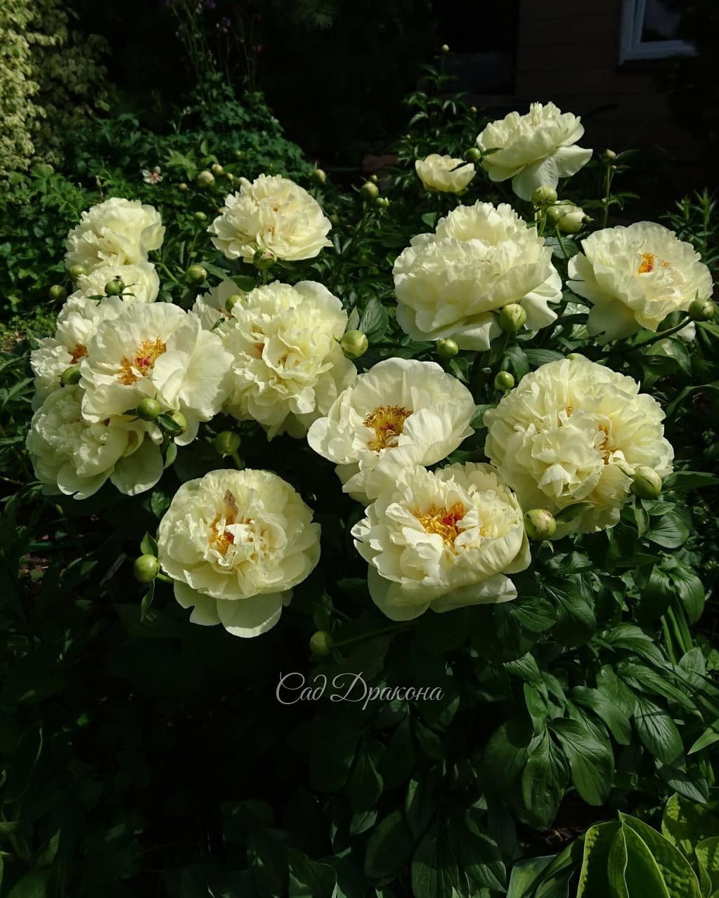 Lemon Chiffon в полном цвету 🍋 🍋 🍋 💐 😊 Кусту 7 лет. Тёплое прошлое лето и осень позволили ему заложить много полностью махровых цветов. 💐💐💐 Обычно больше полумахровых. Или, может, это возраст, куст вошёл в силу 💪💛 И это только первая волна цветения! Есть 