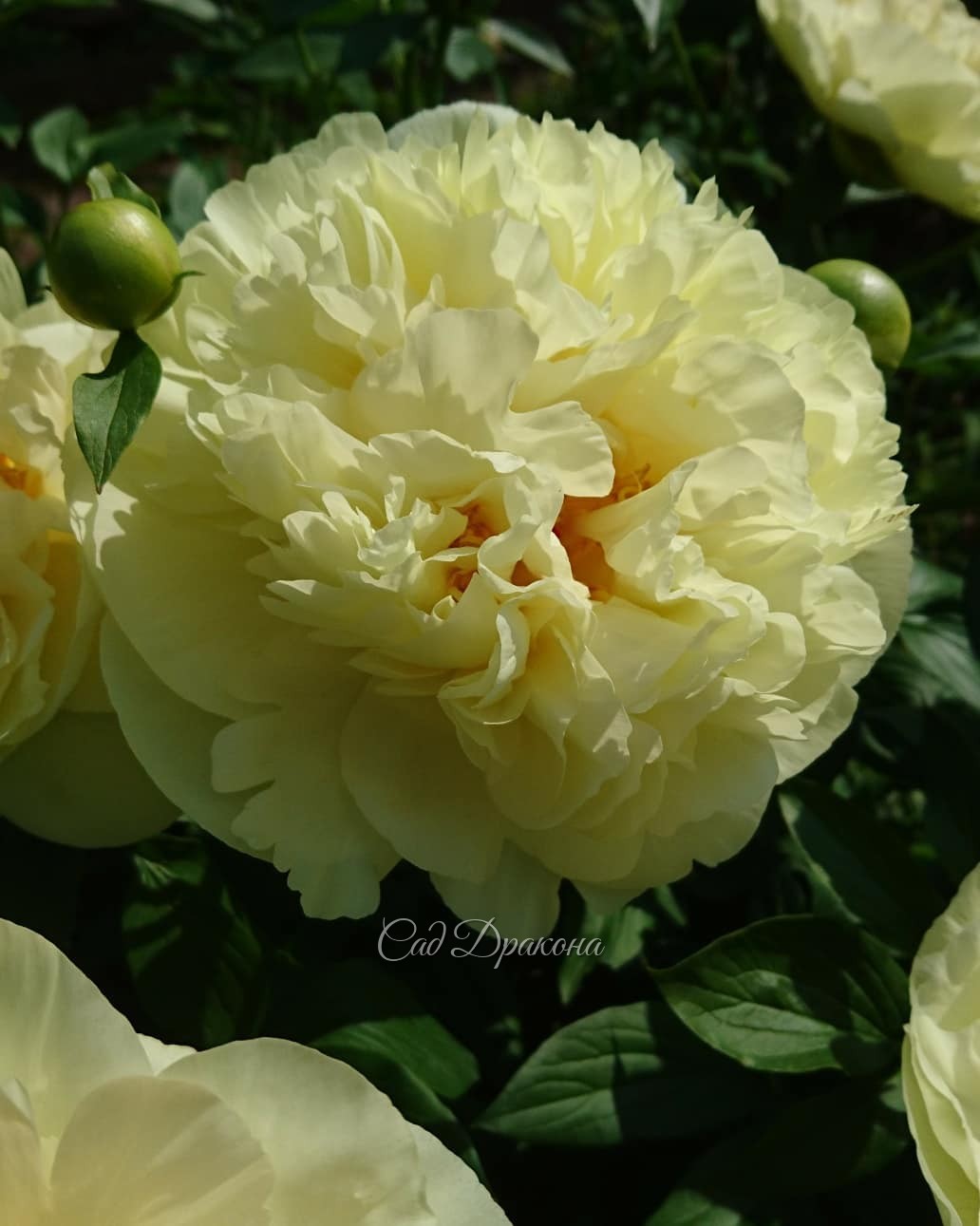 Lemon Chiffon в полном цвету 🍋 🍋 🍋 💐 😊 Кусту 7 лет. Тёплое прошлое лето и осень позволили ему заложить много полностью махровых цветов. 💐💐💐 Обычно больше полумахровых. Или, может, это возраст, куст вошёл в силу 💪💛 И это только первая волна цветения! Есть 