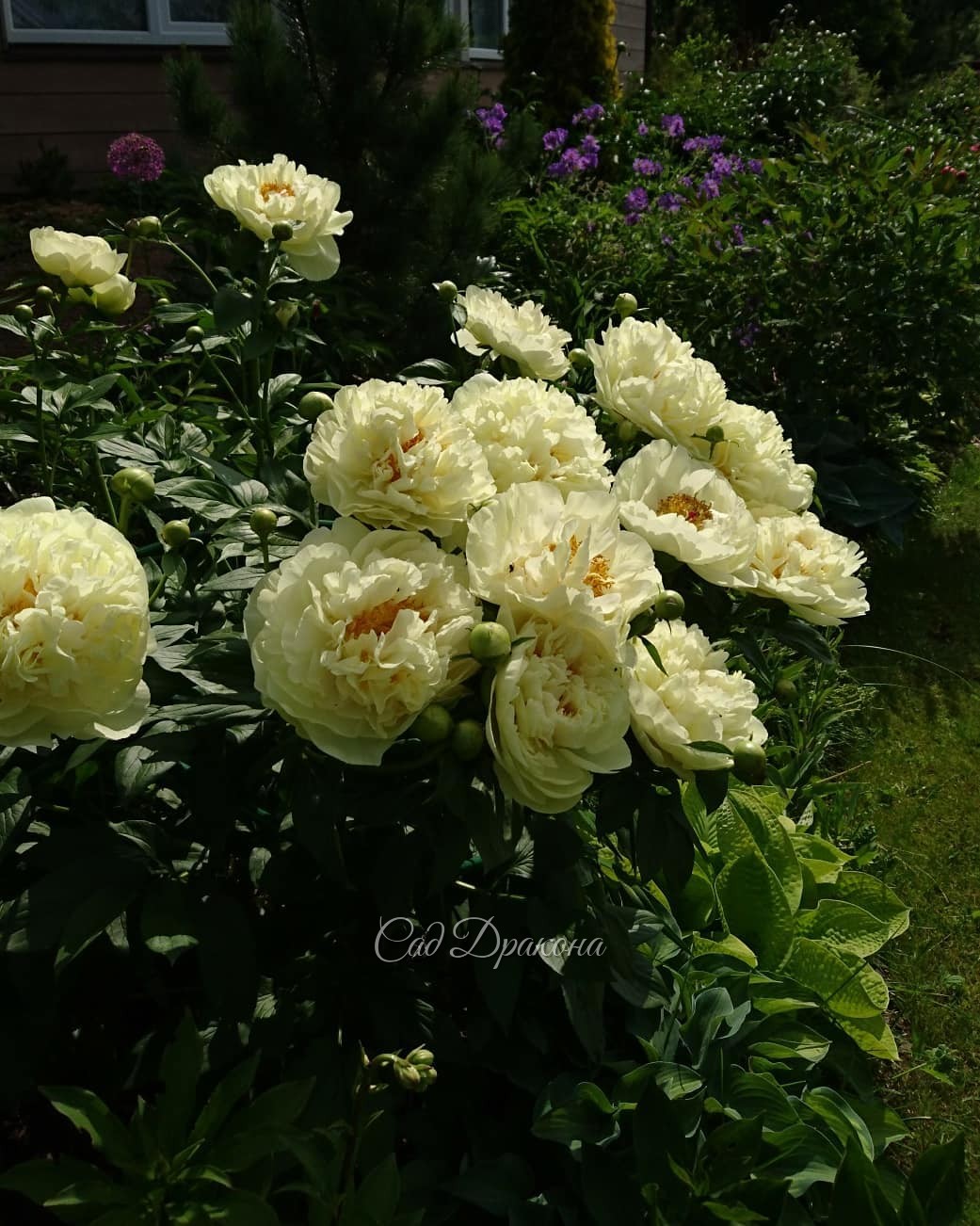 Lemon Chiffon в полном цвету 🍋 🍋 🍋 💐 😊 Кусту 7 лет. Тёплое прошлое лето и осень позволили ему заложить много полностью махровых цветов. 💐💐💐 Обычно больше полумахровых. Или, может, это возраст, куст вошёл в силу 💪💛 И это только первая волна цветения! Есть 