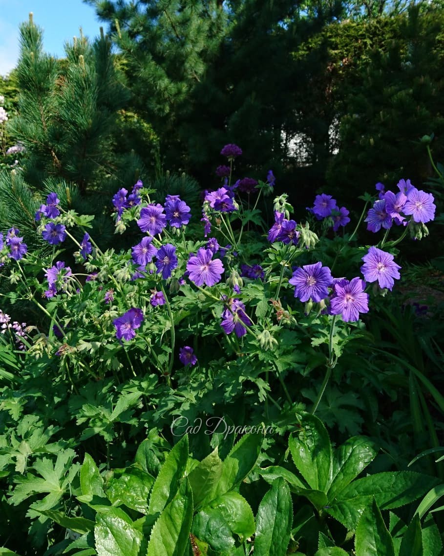 Начало лета нас балует ☀ - тепло даже ночами, везде цветы 🌸 и только тёплого дождика 💦 мы можем пожелать для полного блаженства! 🌧🌈😀💫