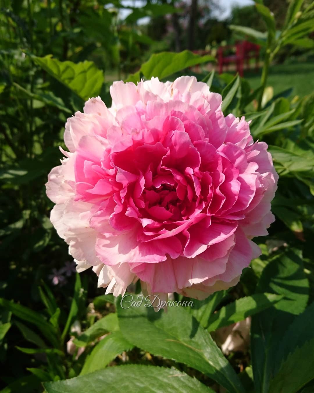 Разные разности - пионовые, конечно 😄🌸💮🌼💮🏵