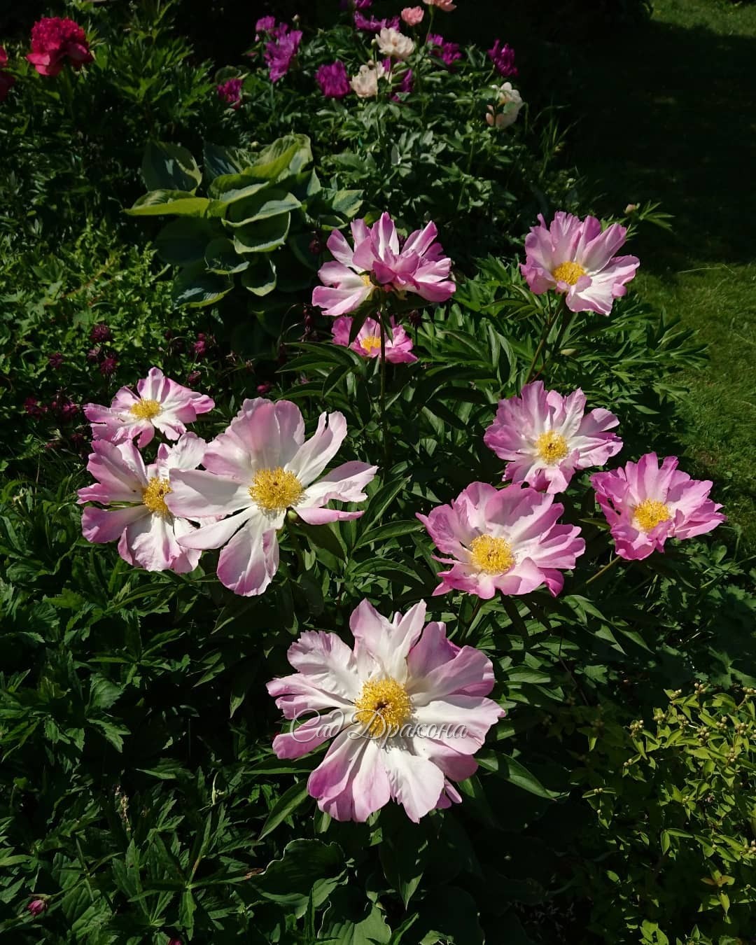 Разные разности - пионовые, конечно 😄🌸💮🌼💮🏵