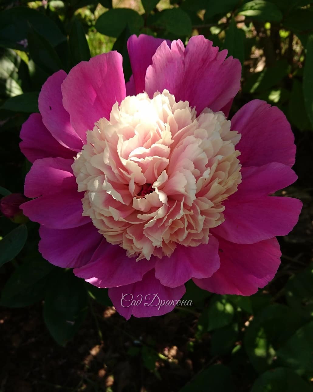 Разные разности - пионовые, конечно 😄🌸💮🌼💮🏵