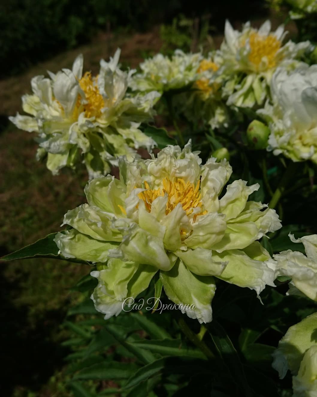 Разные разности - пионовые, конечно 😄🌸💮🌼💮🏵