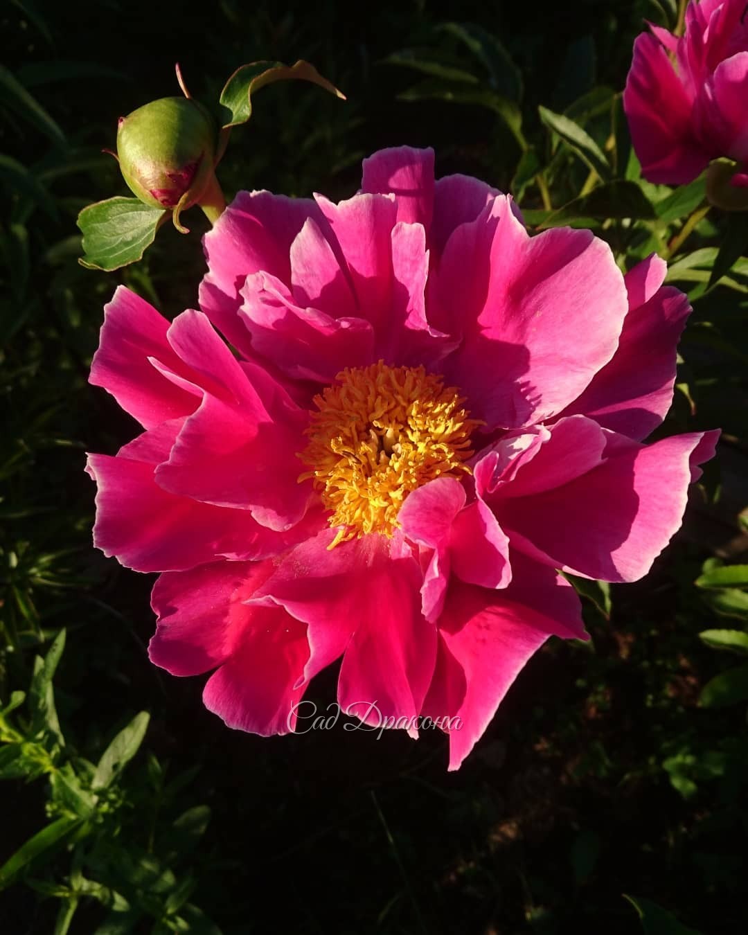 Разные разности - пионовые, конечно 😄🌸💮🌼💮🏵