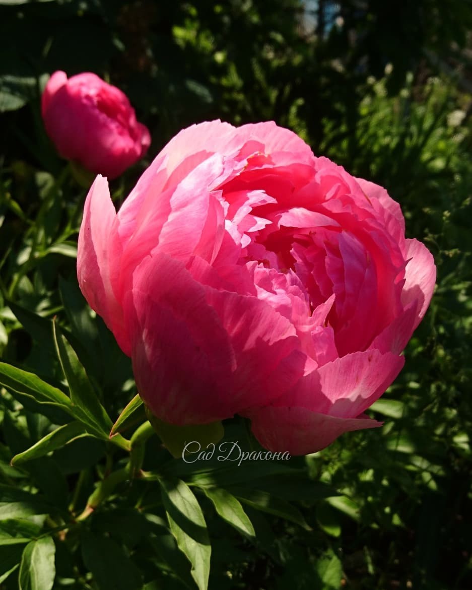 Разные разности - пионовые, конечно 😄🌸💮🌼💮🏵