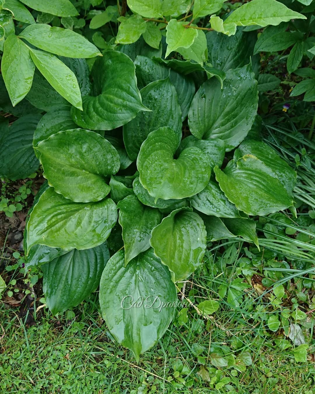 Наконец долгожданный дождь! 🌧💦 💫😊 Усталые пионы впитывают влагу. 🌼💧Хосты всех цветов радуются и расправляют листики.🌱💧 Коты намокли и спят дома 💧😻 😻 Блаженство! 💫 Напряжение последних дней отпускает... Сад на время вне опасности. 🌳💧🌲💧🍀
