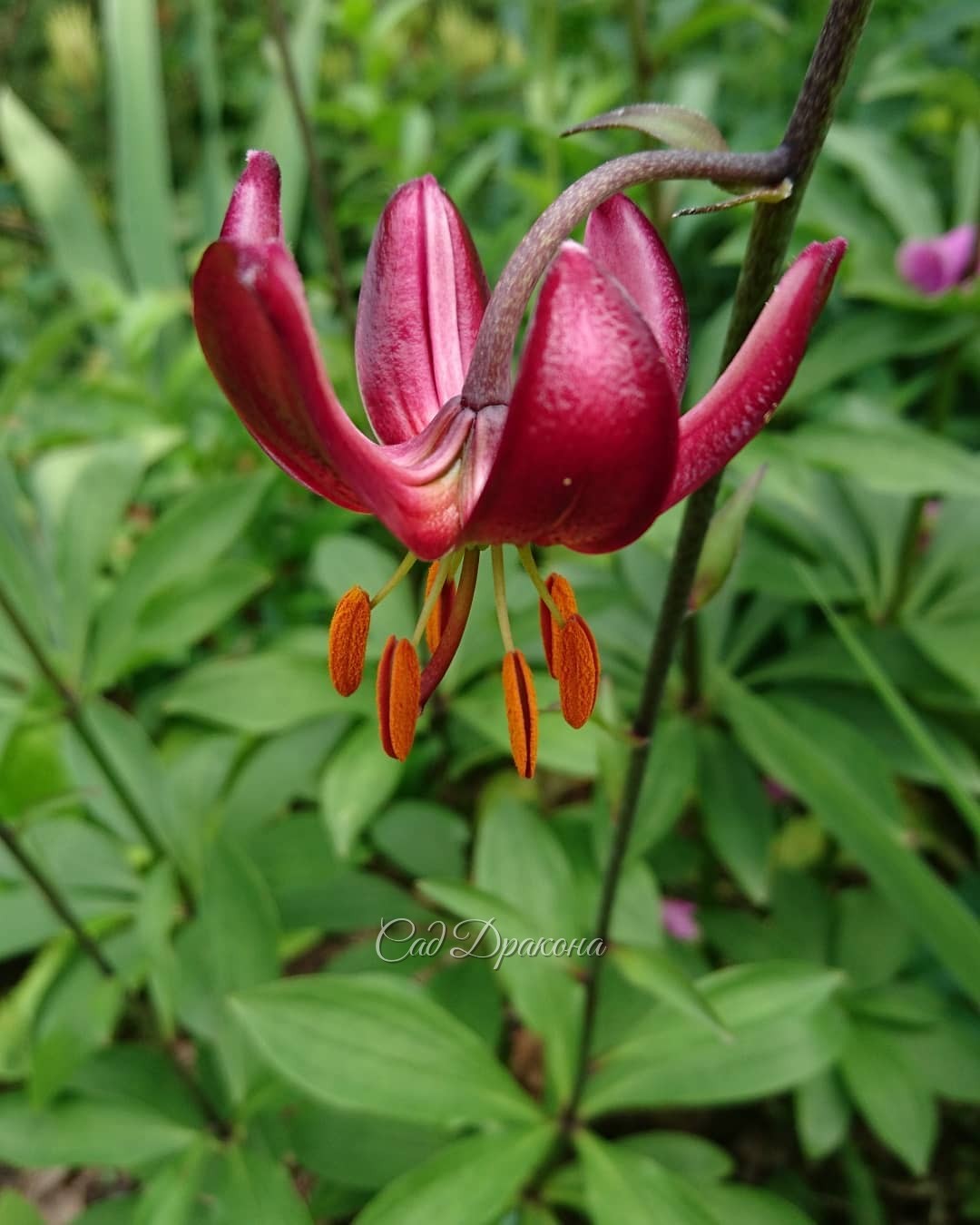 Цветут лилии мартагон! 🌺
