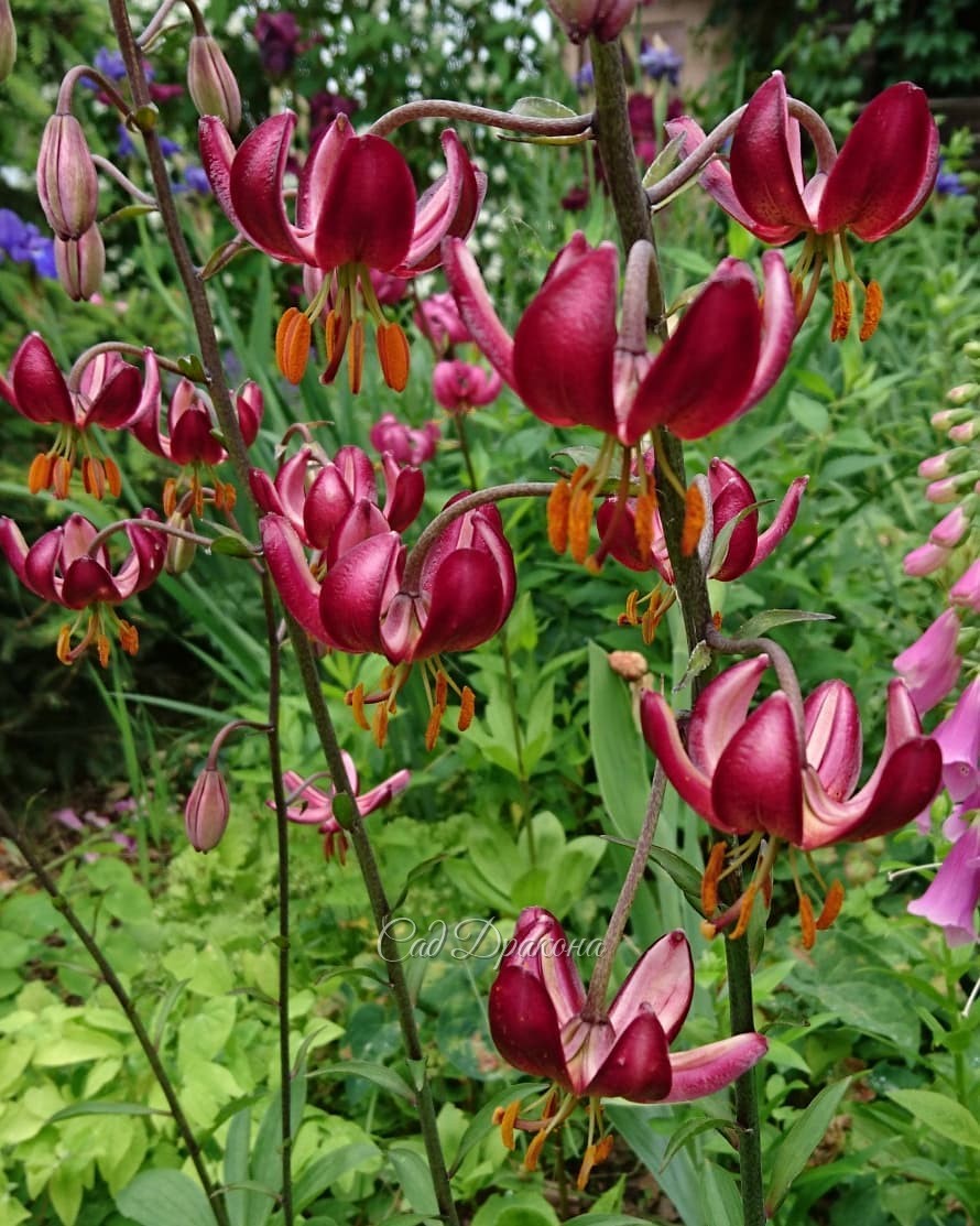 Цветут лилии мартагон! 🌺
