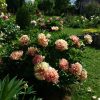 ИТО-гибриды тёплых тонов ещё цветут, 🌻хотя уже не так пышно, как на фото 💛✨😀
