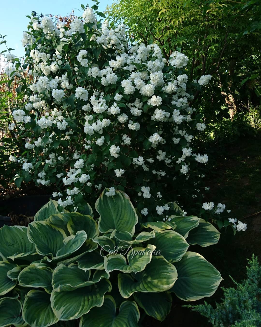 Самые интересные и любимые чубушники 💚