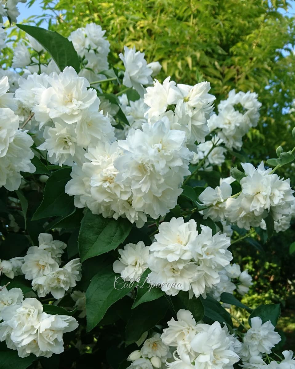 Самые интересные и любимые чубушники 💚