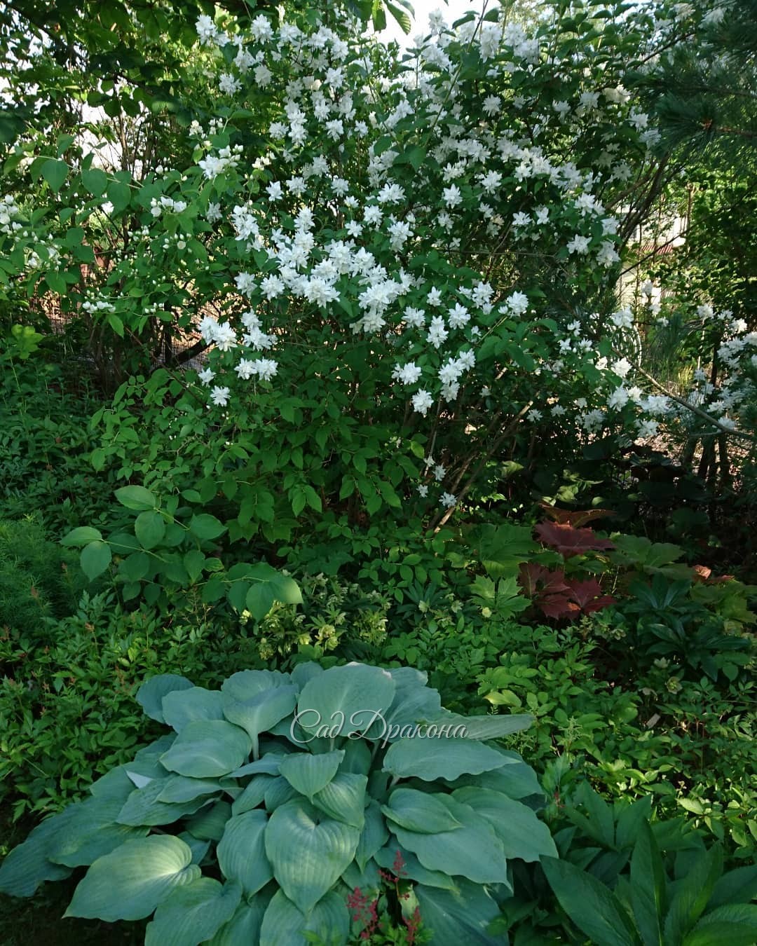 Самые интересные и любимые чубушники 💚