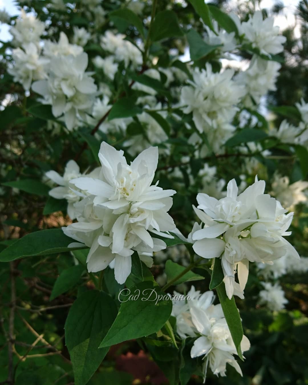Самые интересные и любимые чубушники 💚