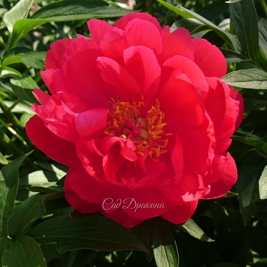 🌼 2 сорта, которые мы будем делить.✂️🌱 Они довольно ранние, зацветают в начале июня.