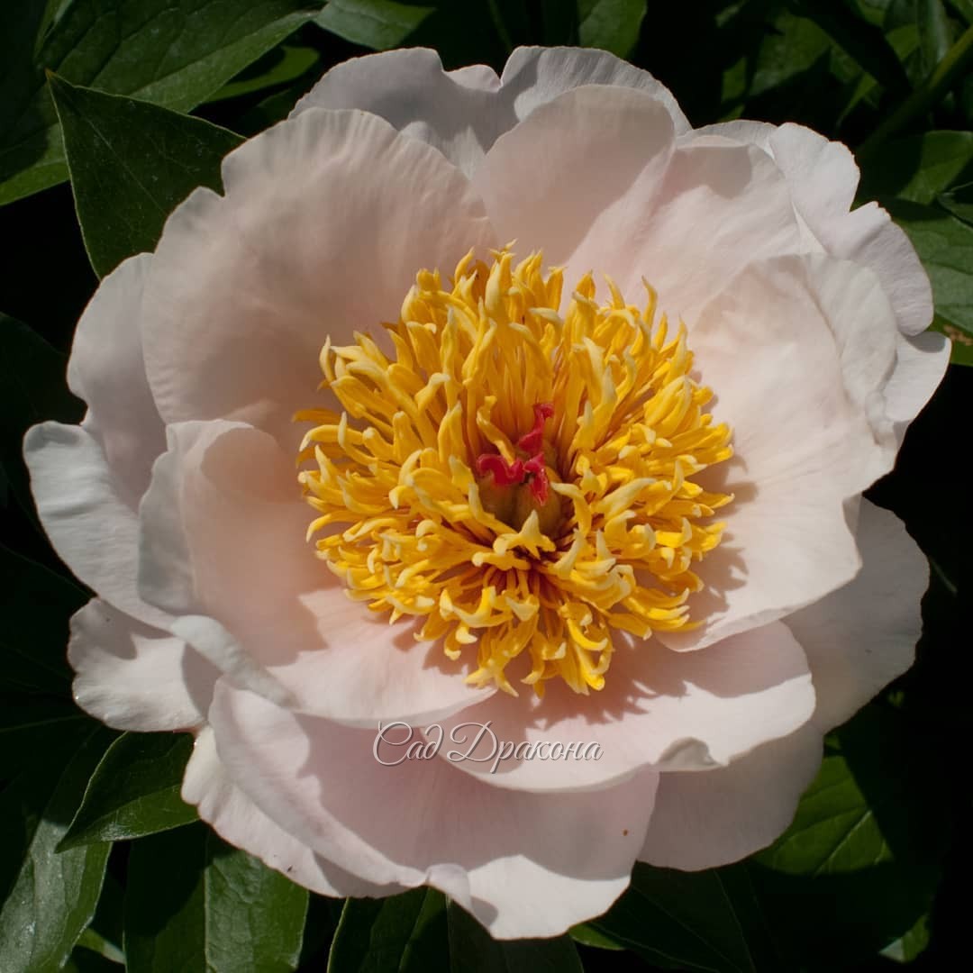 🌼 2 сорта, которые мы будем делить.✂️🌱 Они довольно ранние, зацветают в начале июня.
