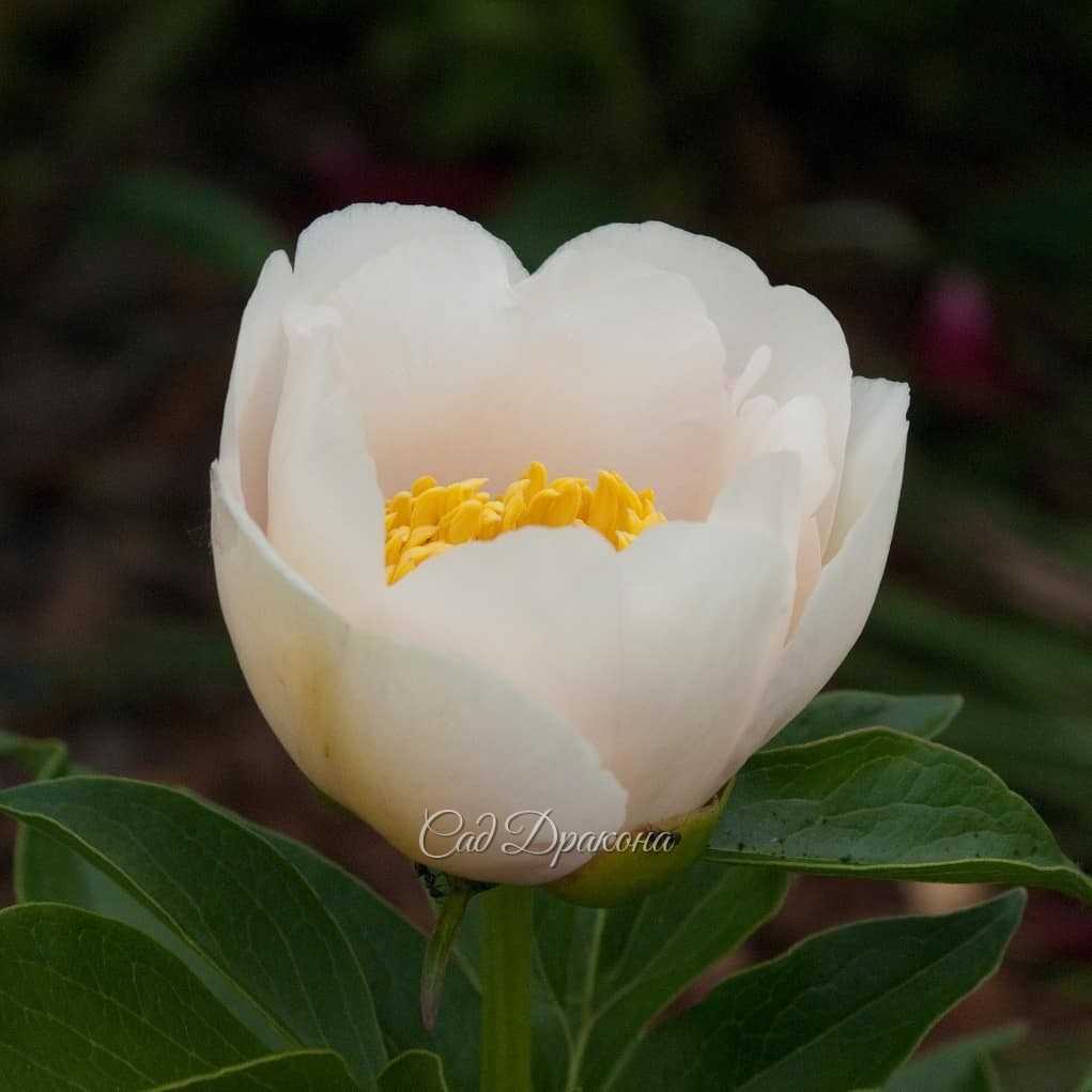 🌼 2 сорта, которые мы будем делить.✂️🌱 Они довольно ранние, зацветают в начале июня.