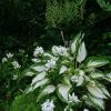 Мокрый белый сад. На дорожку осыпались мелкие белые цветочки амурской сирени. Обычно осыпаются уже отцветшие, коричневые. Дождь, наверное, сбил... 🌧💧🍃
