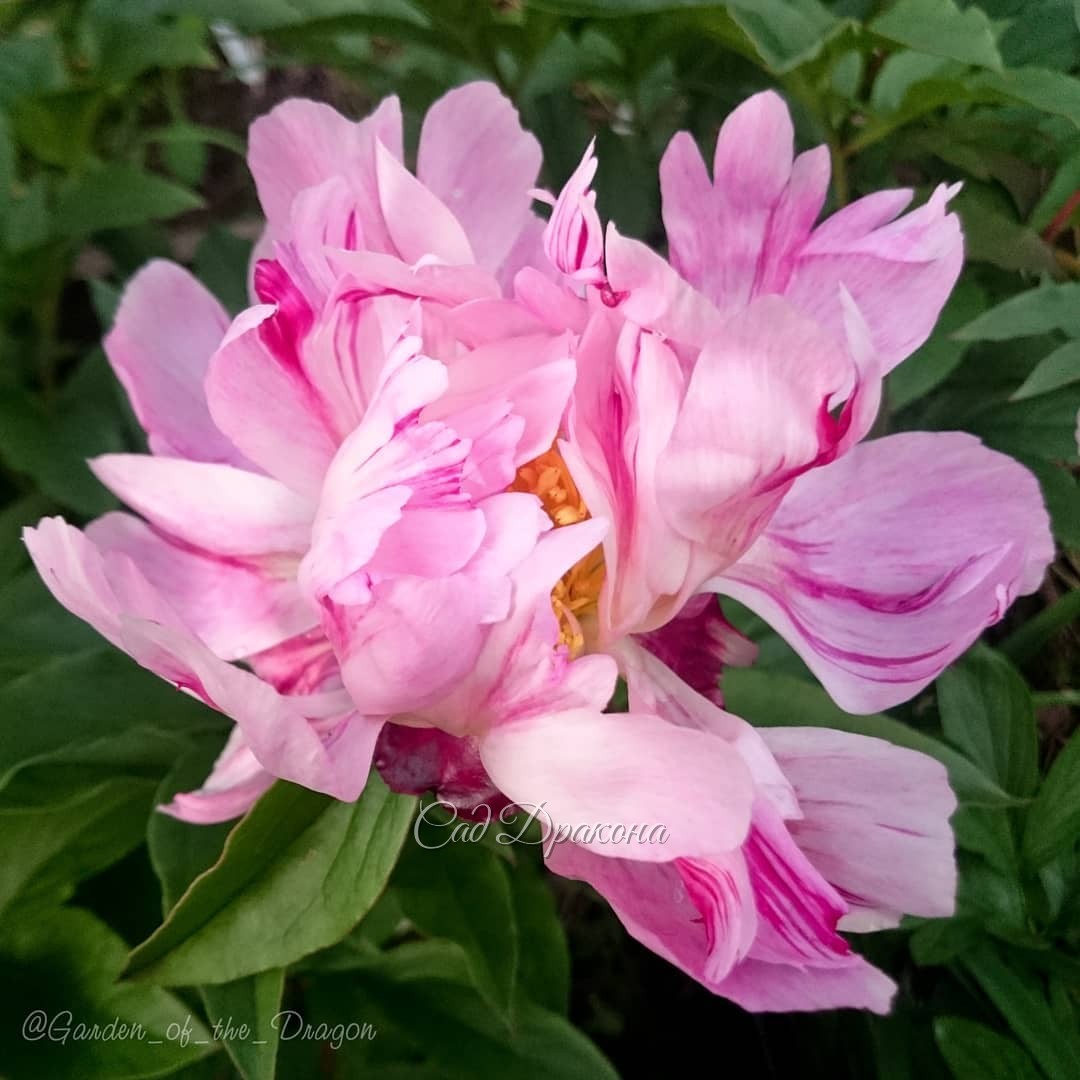 Шелковистые бледно-розовые лепестки с малиновыми полосками - пион Pink Luau. ❤