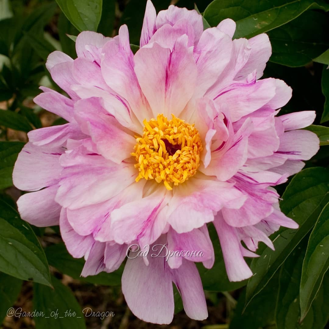 Шелковистые бледно-розовые лепестки с малиновыми полосками - пион Pink Luau. ❤