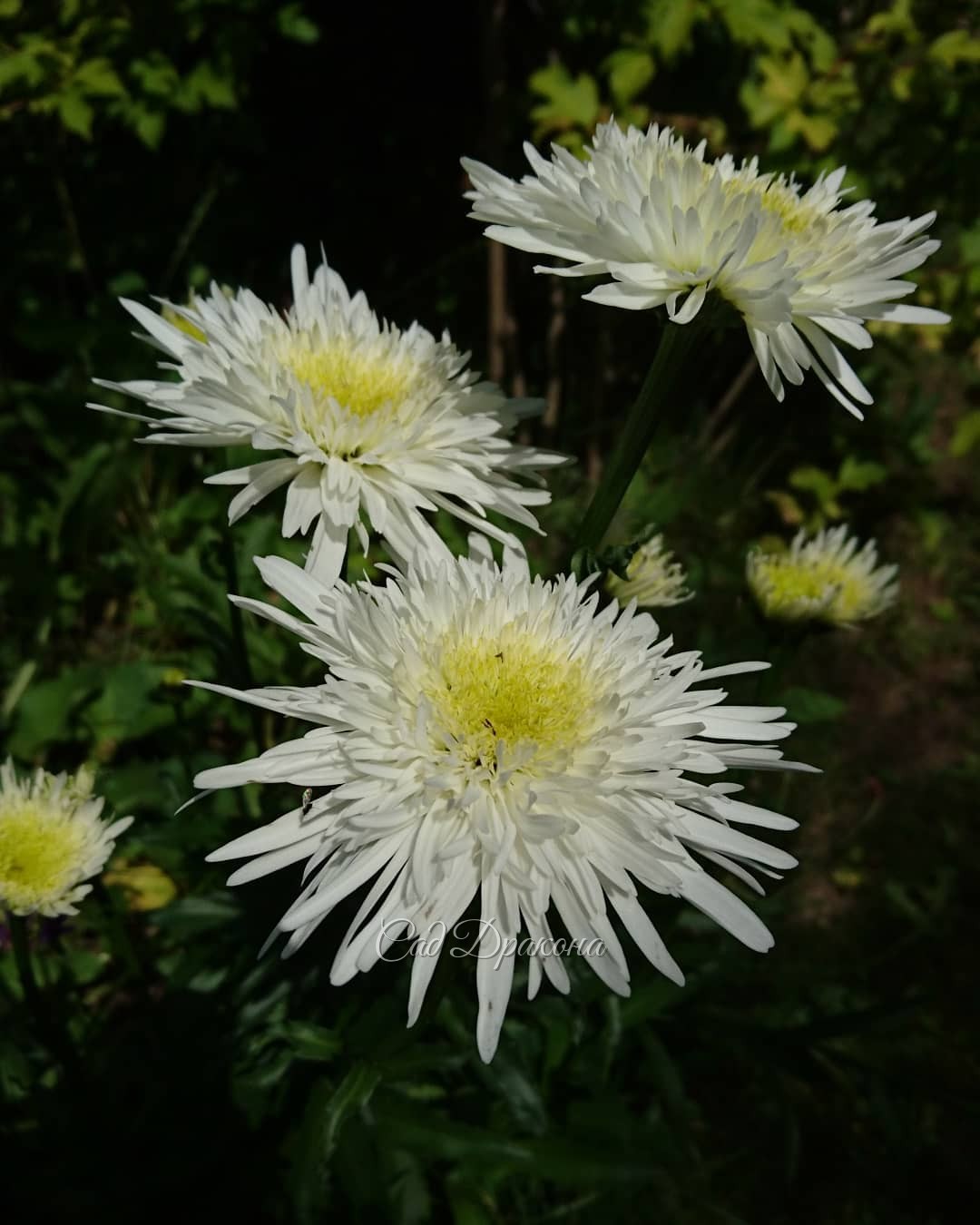 Нижний сад (его светлая часть) 🌸🌻🌿 В теневой ждём цветения астильб в ближайшее время, они пока в бутонах.🌸 Ну и ветер сегодня! 💨💨🍃