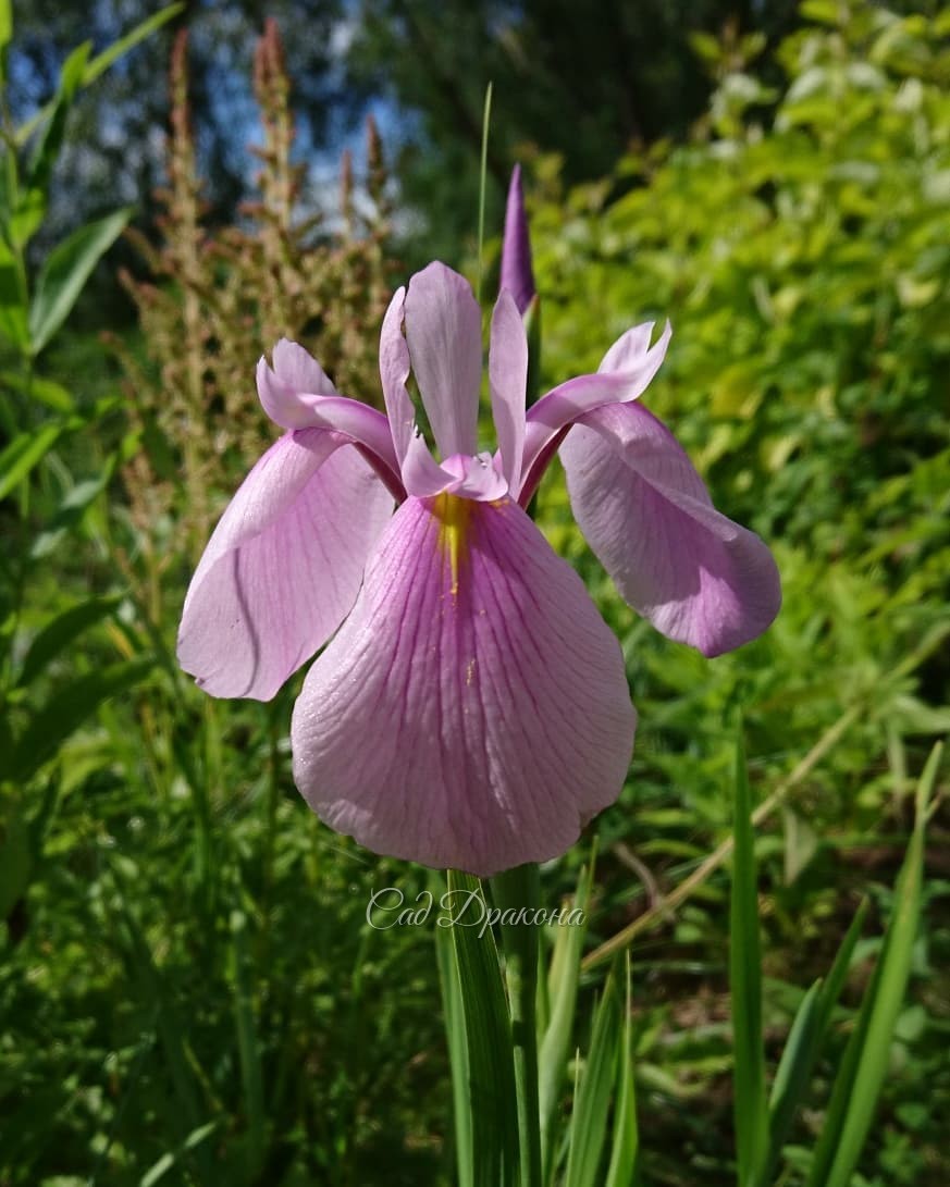Нижний сад (его светлая часть) 🌸🌻🌿 В теневой ждём цветения астильб в ближайшее время, они пока в бутонах.🌸 Ну и ветер сегодня! 💨💨🍃
