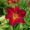 Красный цвет в июле у нас в меньшинстве 🌺 Но так согревает в прохладную погоду! ♥️☀ И с сочной после дождей зеленью выглядит особенно ярко 🔆💚♥️