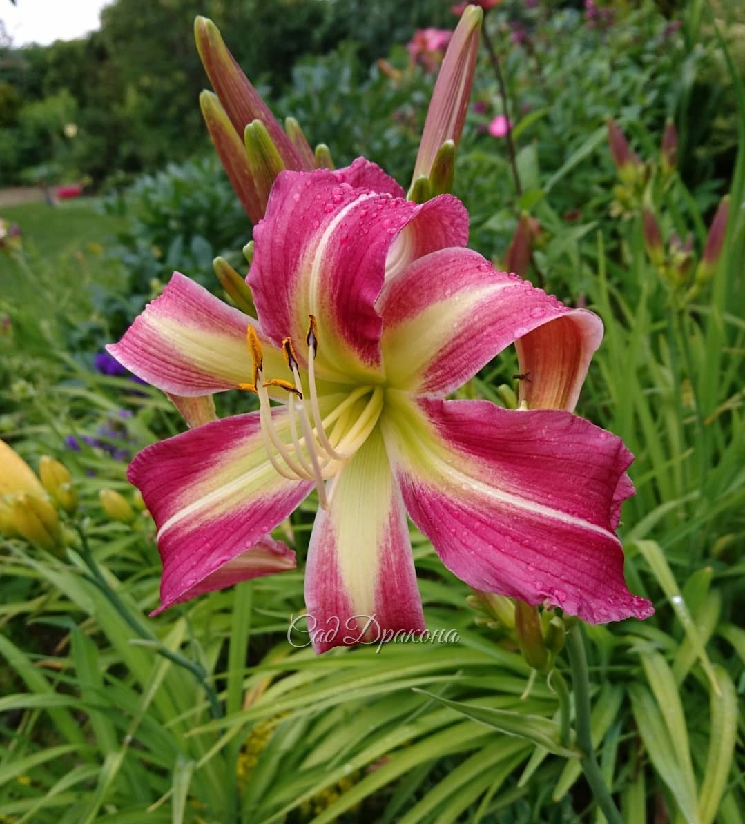 Светлые, нежные, радужные моменты цветения лилейников в саду. 😄💫🌺☀ 💦 🌈