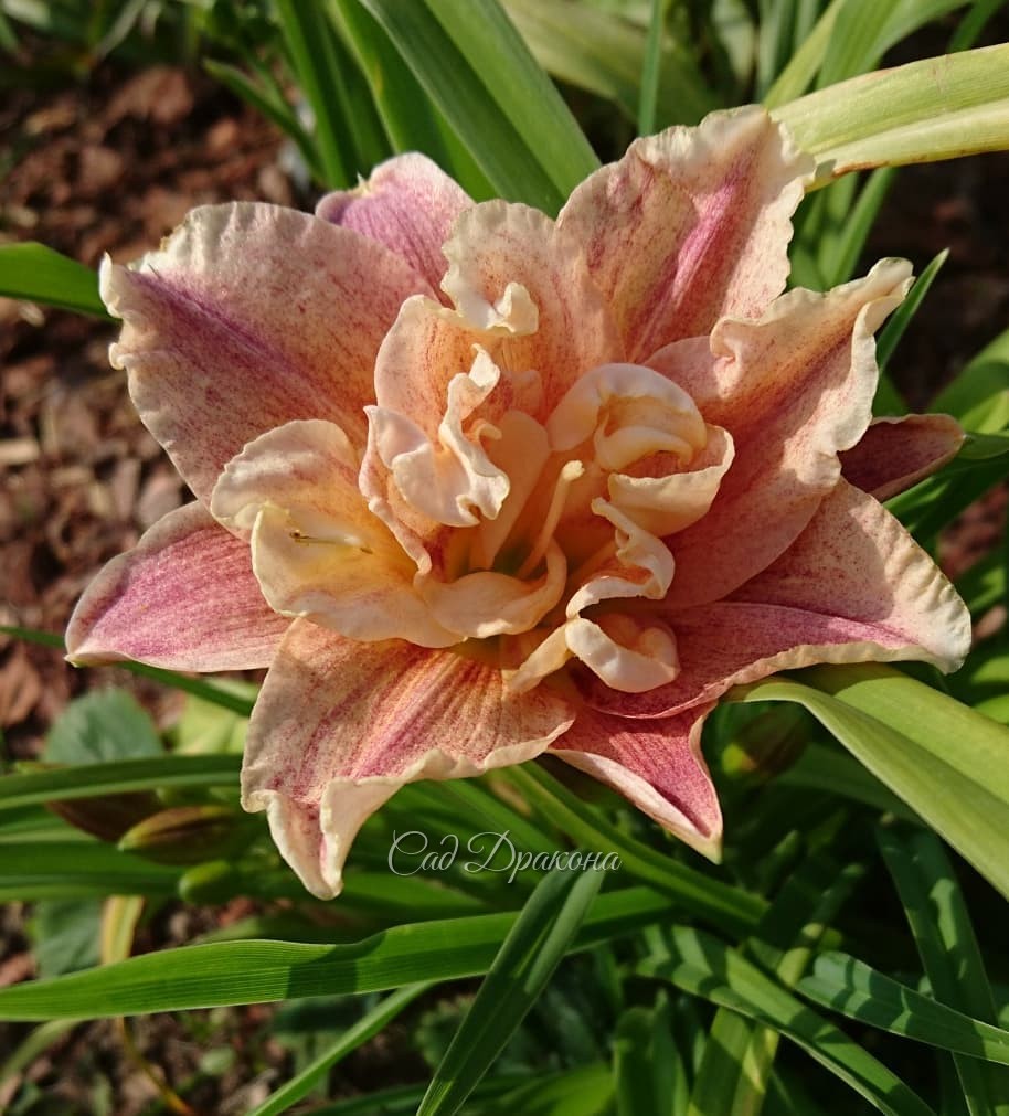 Светлые, нежные, радужные моменты цветения лилейников в саду. 😄💫🌺☀ 💦 🌈