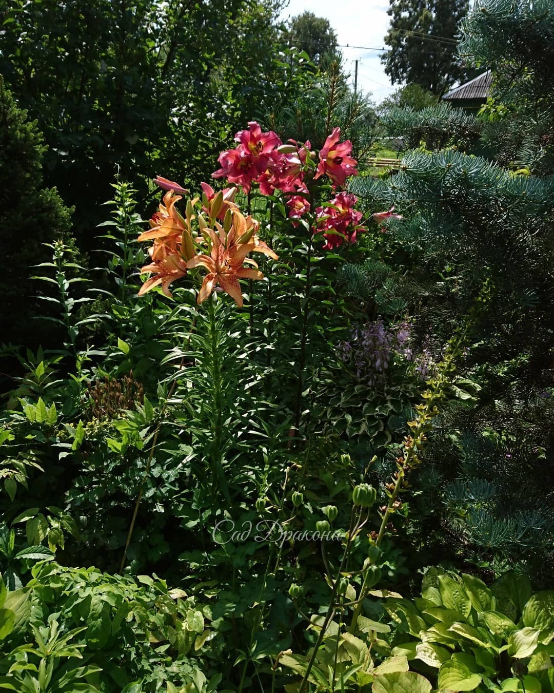 Солнышко! ☀💚🌸🌺 Ароматы флоксов лилий и лилейников пришли на смену запахам мокрой зелени и дождя 🌫🌸💫👒