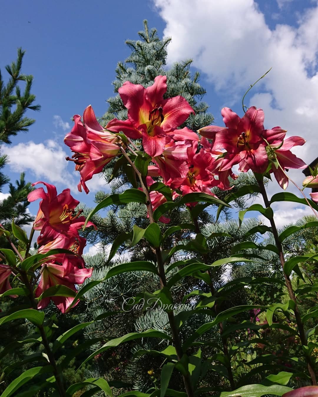 Солнышко! ☀💚🌸🌺 Ароматы флоксов лилий и лилейников пришли на смену запахам мокрой зелени и дождя 🌫🌸💫👒