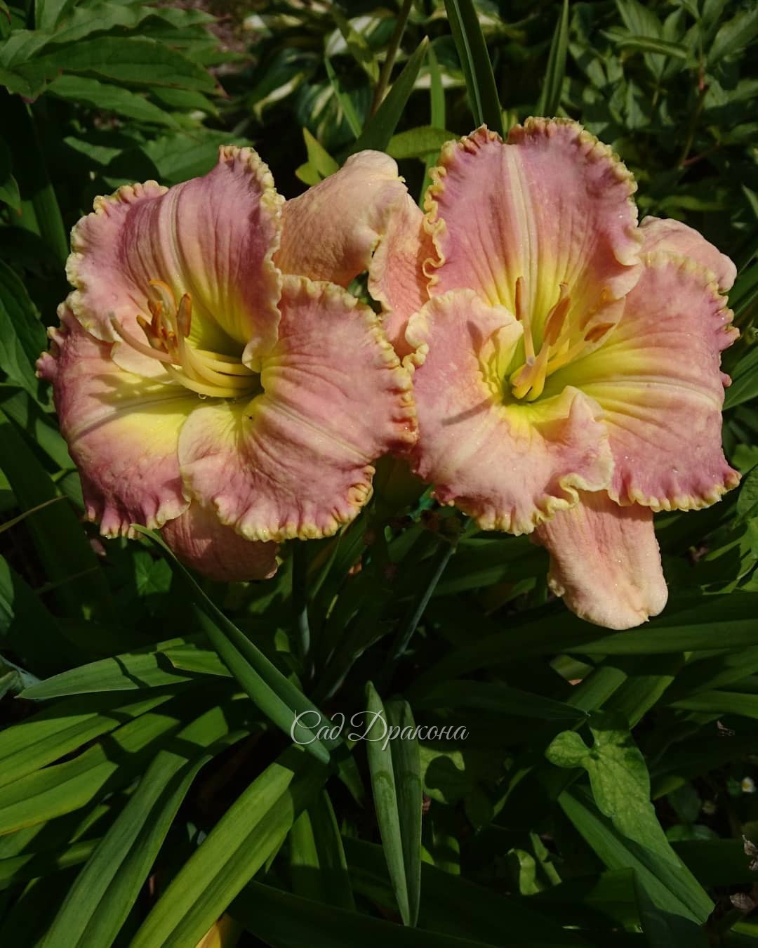 Солнышко! ☀💚🌸🌺 Ароматы флоксов лилий и лилейников пришли на смену запахам мокрой зелени и дождя 🌫🌸💫👒