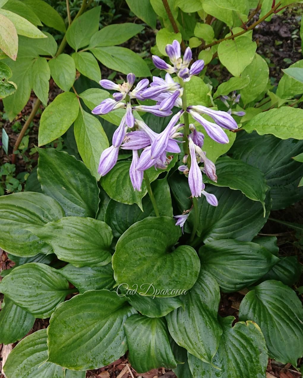 Цветут... хосты! 🍀💜😀 У некоторых сортов такие красивые цветы! Белые, или фиолетовые, или полосатые. Иногда ароматные 💫 А ещё цветоносы необычного цвета, яркие, - почти чёрные или белые, создающие красивый контраст с листьями. 🌿 И в саду, и в букетах цветы