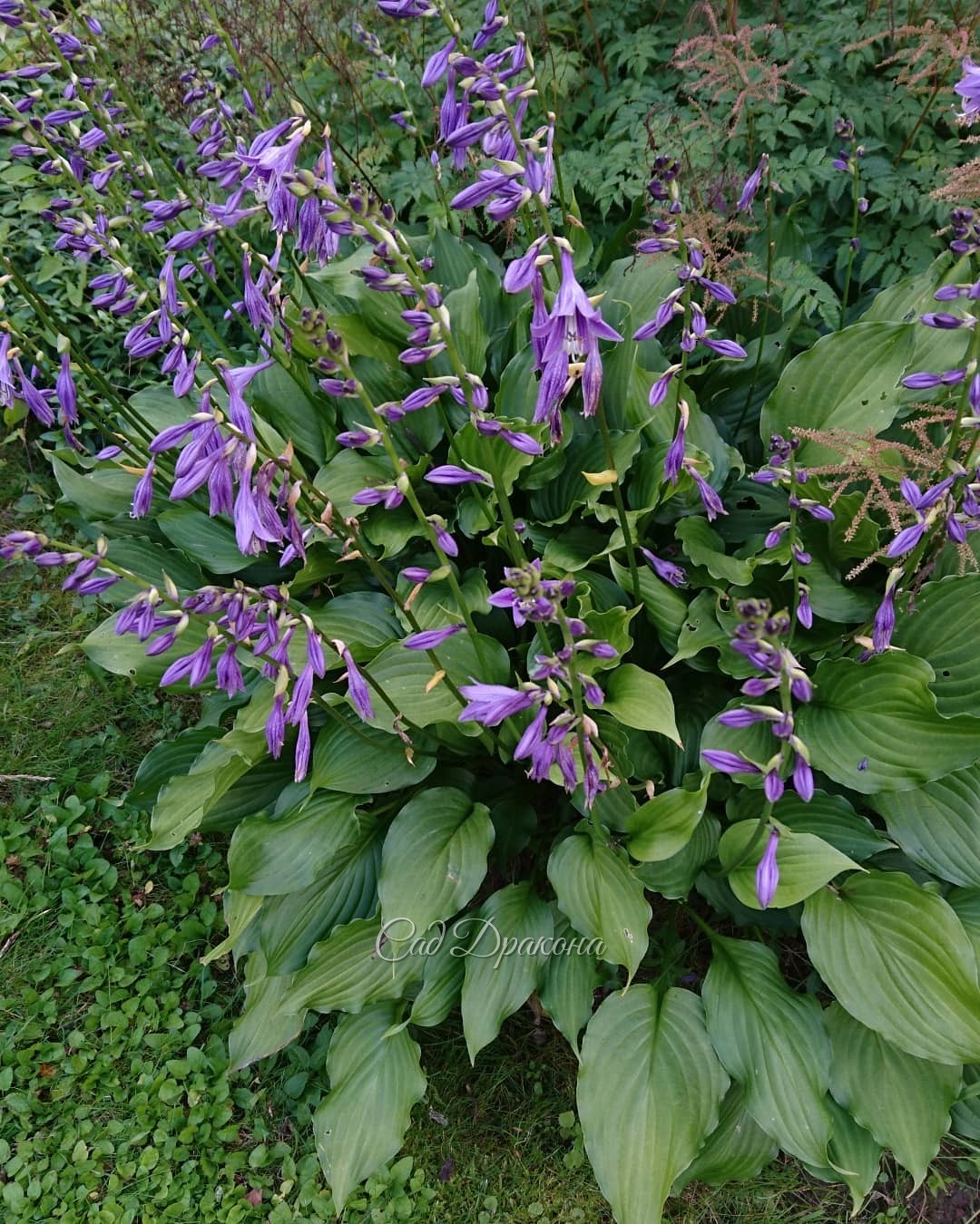 Цветут... хосты! 🍀💜😀 У некоторых сортов такие красивые цветы! Белые, или фиолетовые, или полосатые. Иногда ароматные 💫 А ещё цветоносы необычного цвета, яркие, - почти чёрные или белые, создающие красивый контраст с листьями. 🌿 И в саду, и в букетах цветы