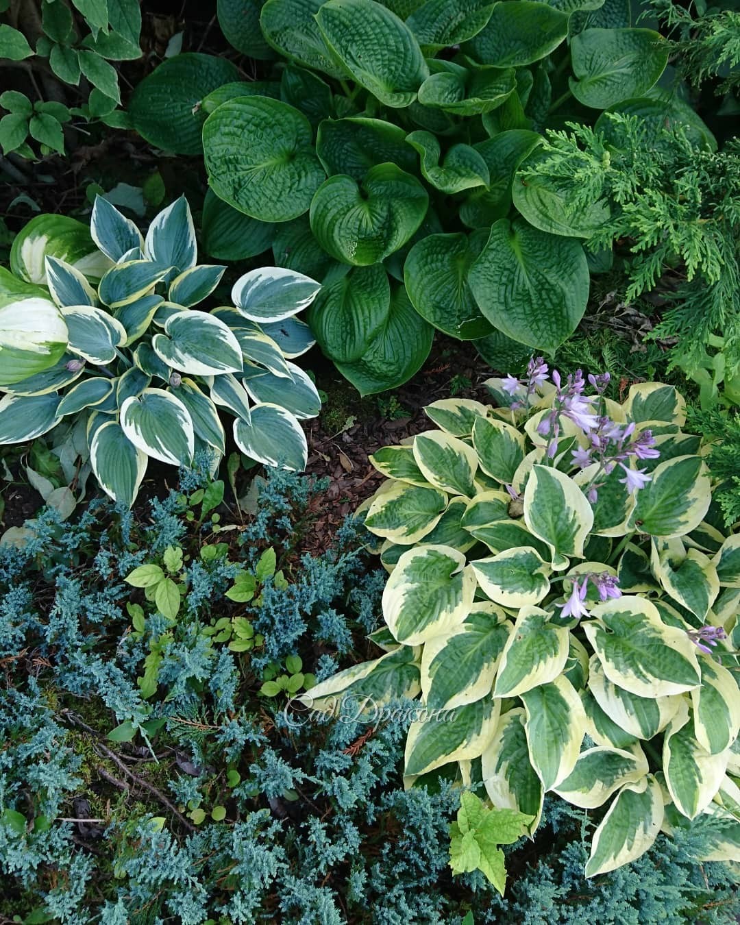 Цветут... хосты! 🍀💜😀 У некоторых сортов такие красивые цветы! Белые, или фиолетовые, или полосатые. Иногда ароматные 💫 А ещё цветоносы необычного цвета, яркие, - почти чёрные или белые, создающие красивый контраст с листьями. 🌿 И в саду, и в букетах цветы