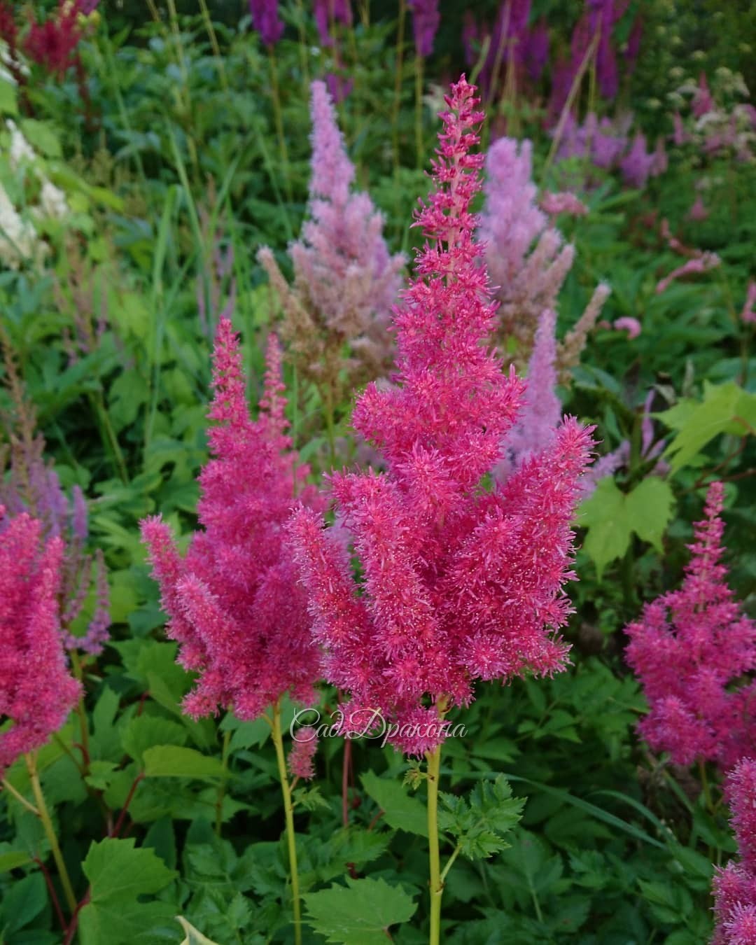 Немного про астильбы 🌸