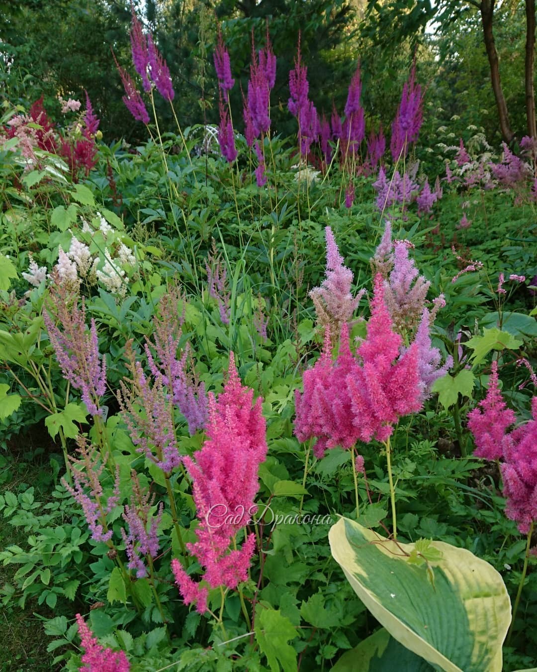 Немного про астильбы 🌸