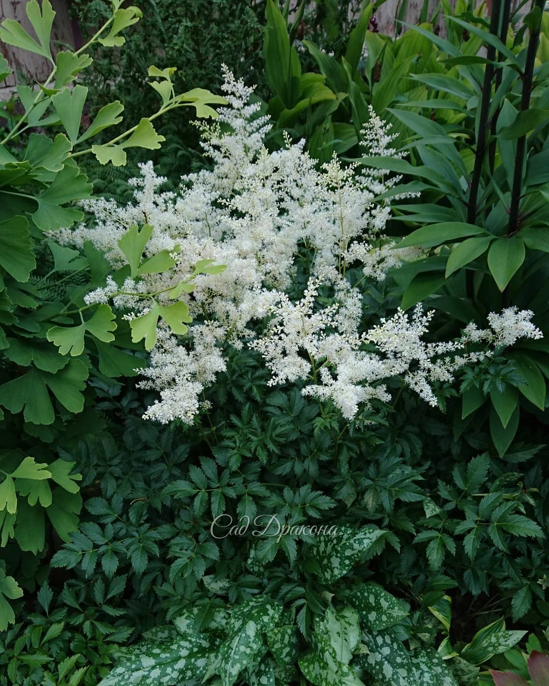 Немного про астильбы 🌸