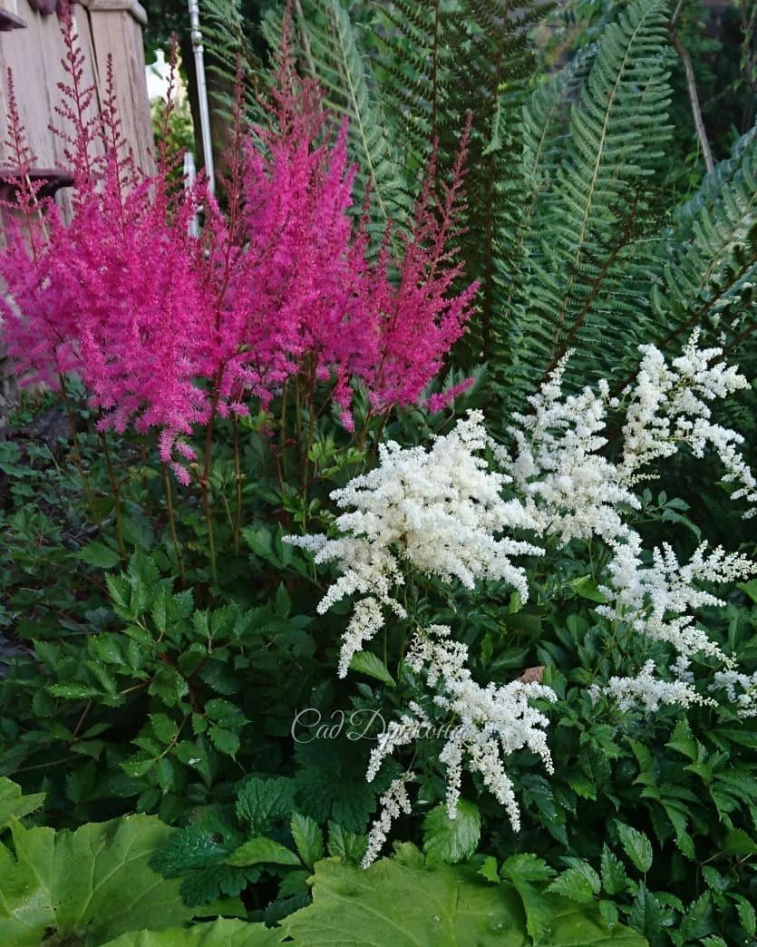 Немного про астильбы 🌸
