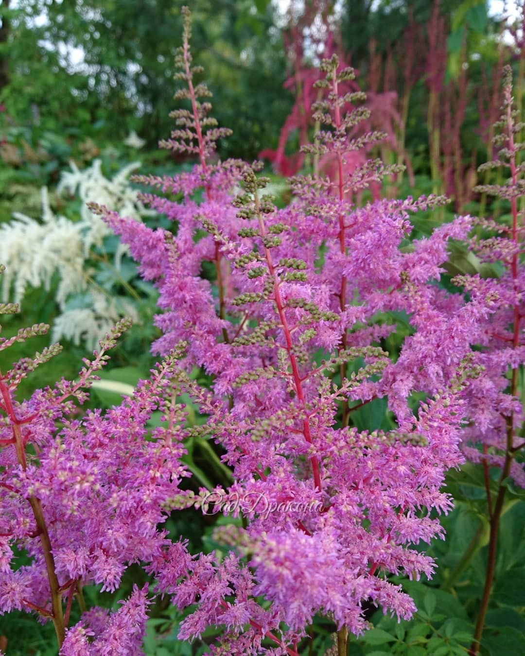 Немного про астильбы 🌸