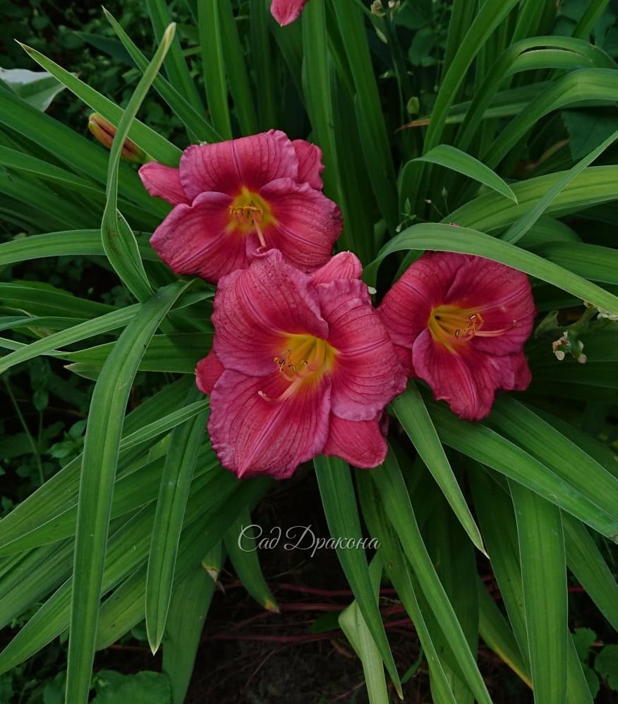 Бордюрные лилейники 🌺 40-45см высотой, всегда обильно цветут 💐🌺